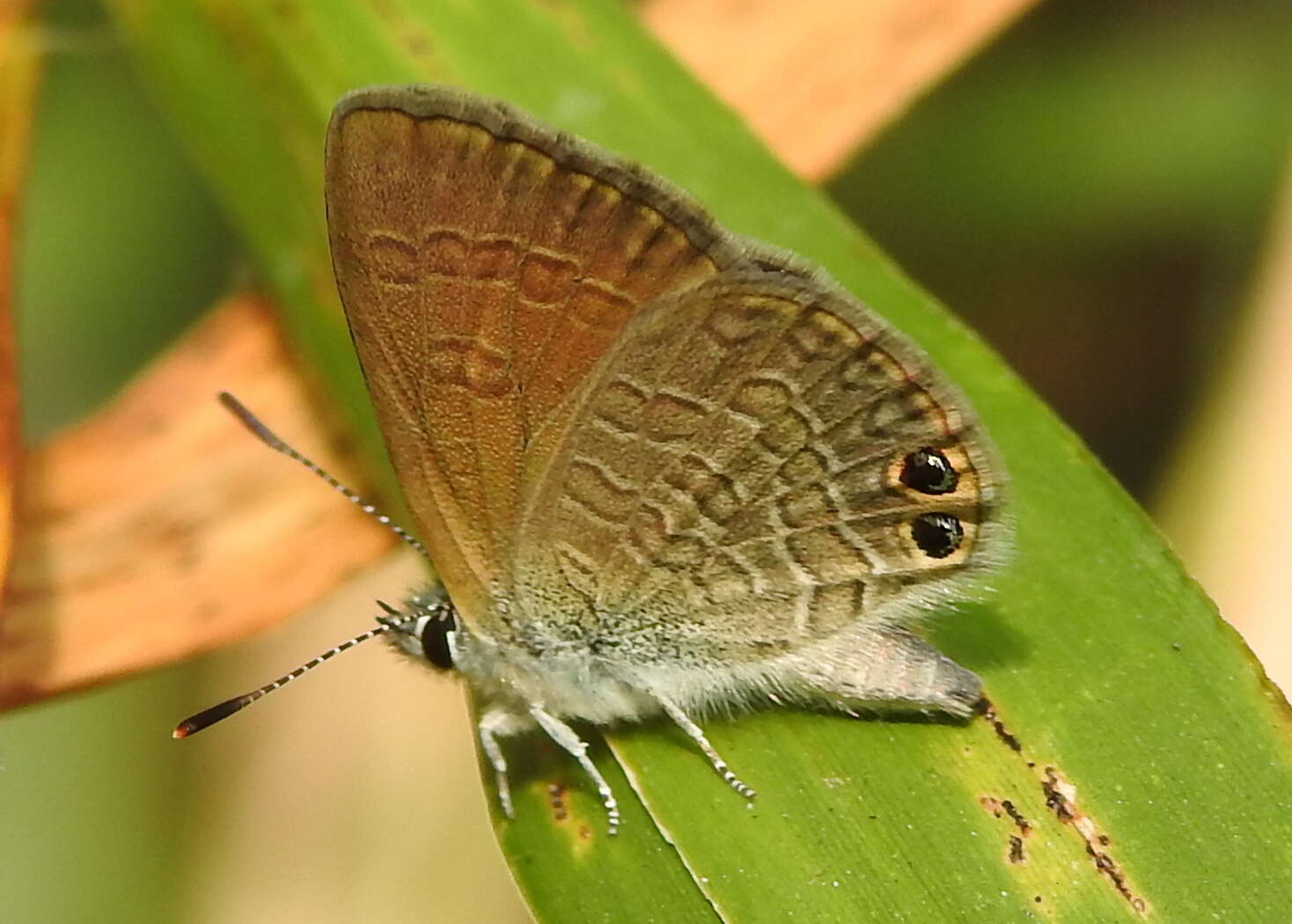 Image de Nacaduba biocellata (Felder & Felder 1865)