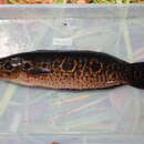 Channa pleurophthalma (Bleeker 1851) resmi