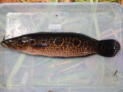 Image of Ocellated snakehead