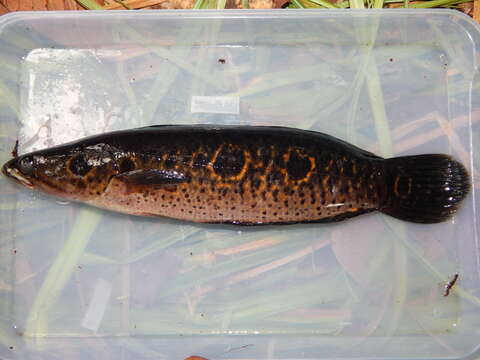 Image of Ocellated snakehead