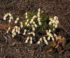 Image of Stylidium rupestre Sond.