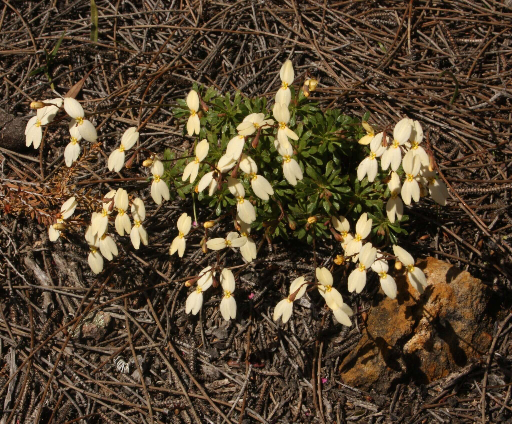 Image of Stylidium rupestre Sond.