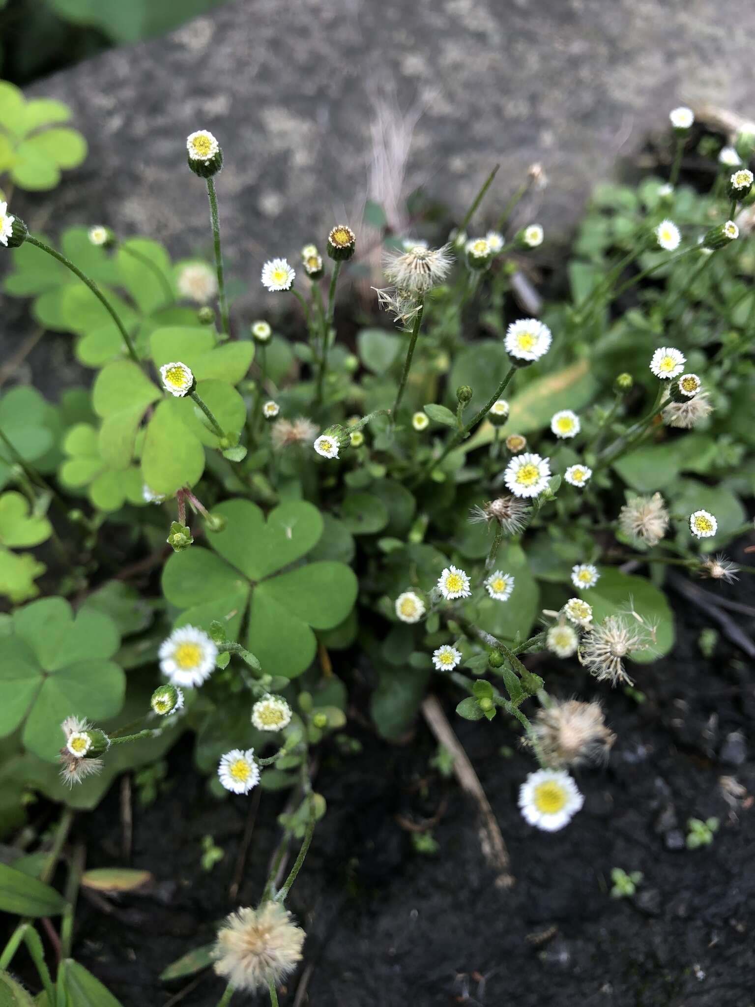 Слика од Erigeron bellioides DC.