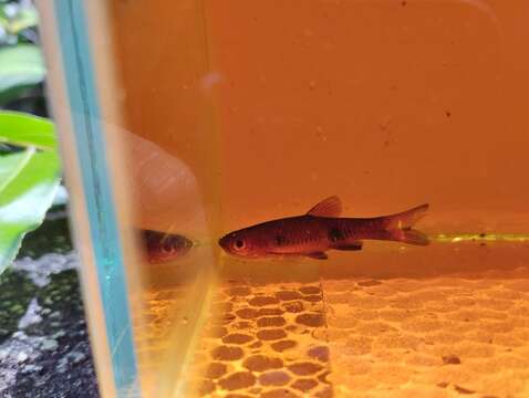 Слика од Rasbora kalochroma (Bleeker 1851)