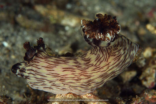 Jorunna rubescens (Bergh 1876) resmi