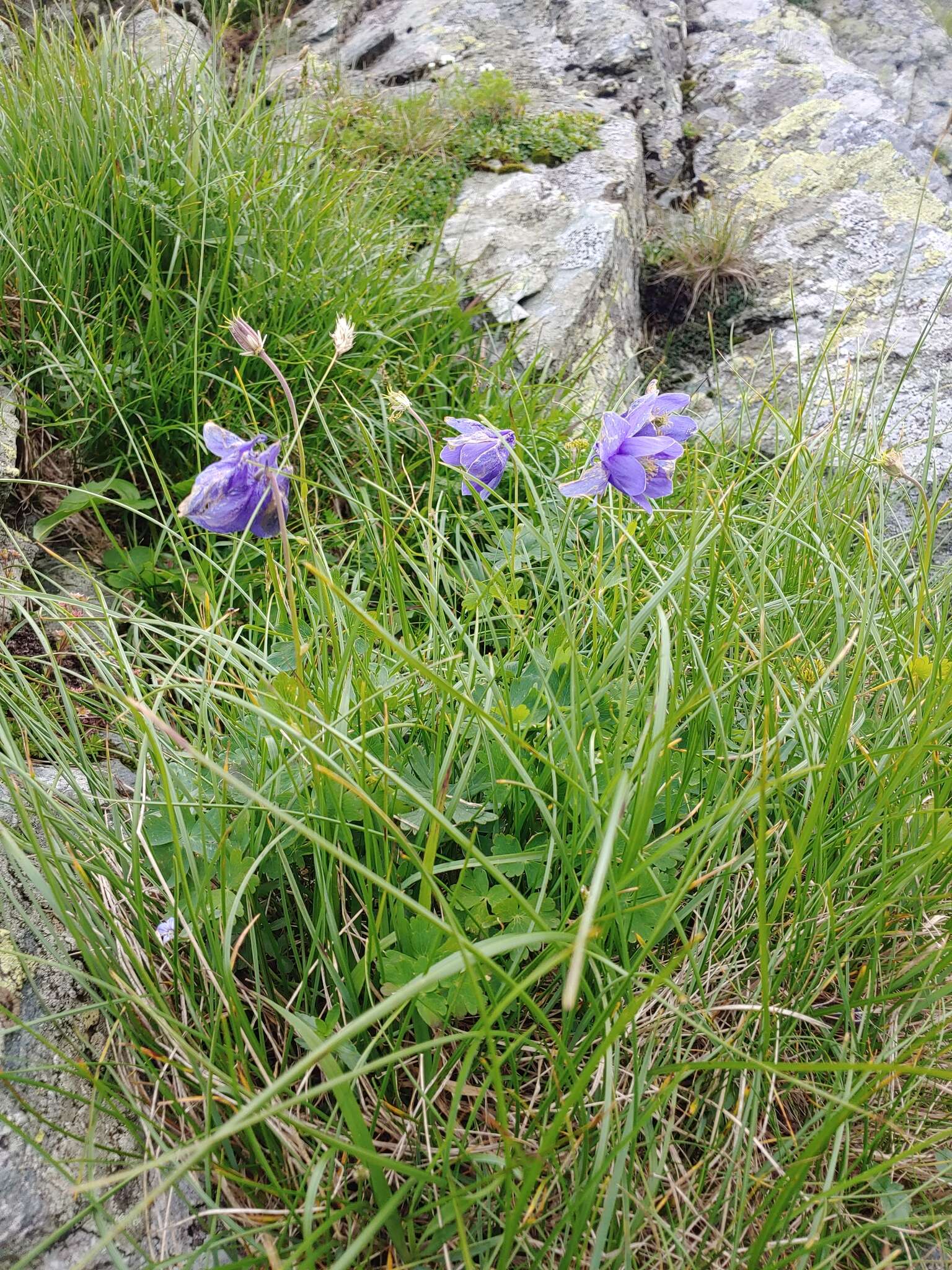 Image of Aquilegia transsilvanica Schur