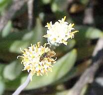 Plancia ëd Curio talinoides var. aizoides (DC.) P. V. Heath