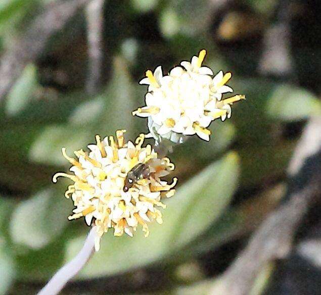 Image of Curio talinoides var. aizoides (DC.) P. V. Heath