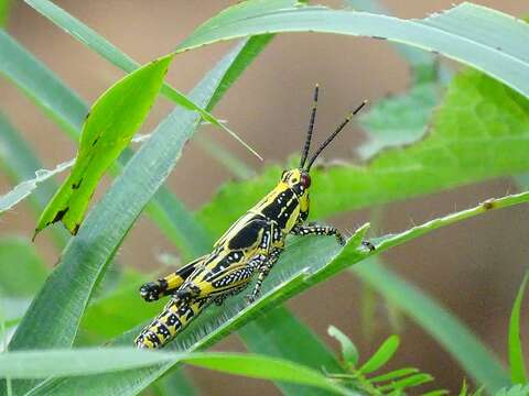 Image of Variegated grasshopper