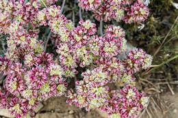 Image of sulphur-flower buckwheat