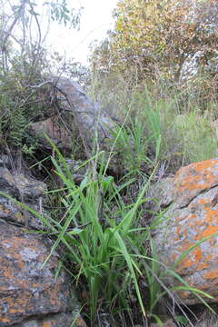 Image of Chlorophytum bowkeri Baker