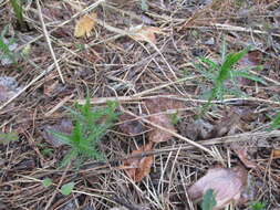 Sivun Achillea impatiens L. kuva