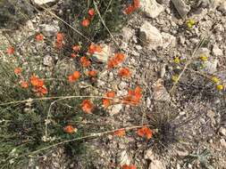 Image of juniper globemallow