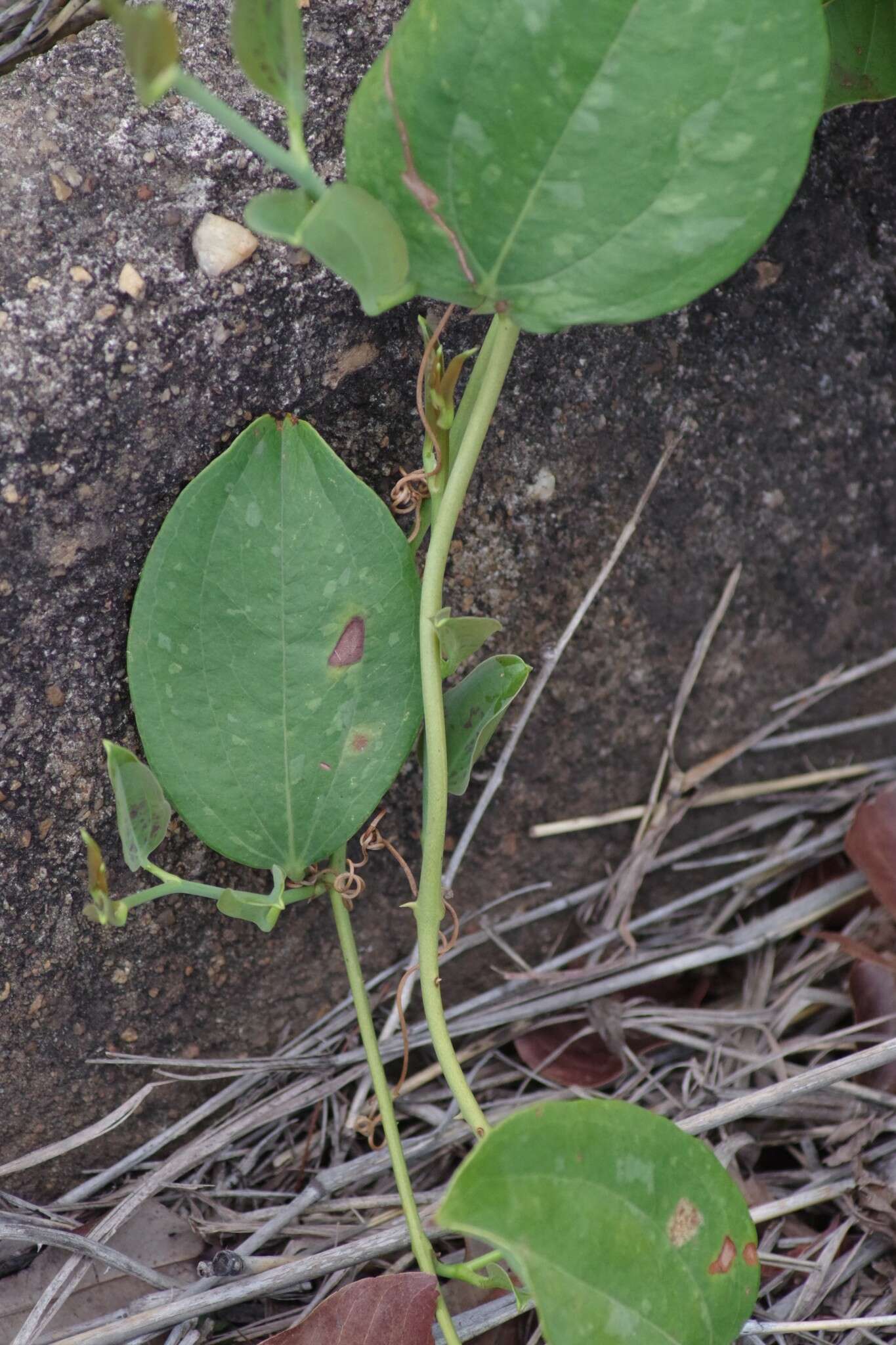 Smilax anceps Willd. resmi