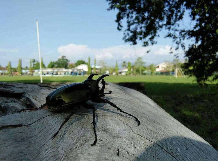 Image of Chalcosoma atlas keyboh Nagai 2004