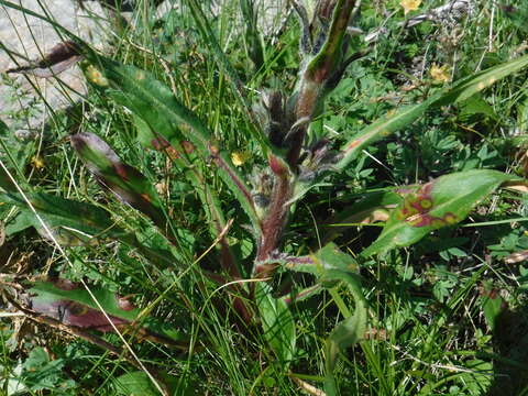 Saussurea baicalensis (Adams) Robins. resmi