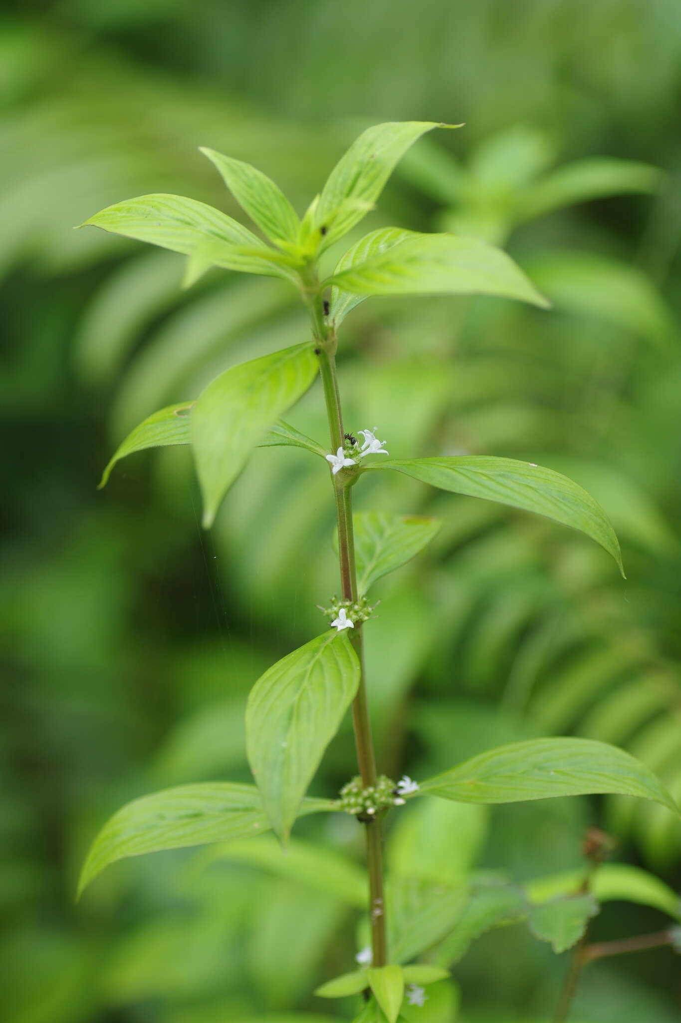 Image of eared starviolet