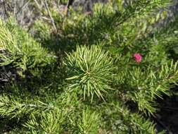 Imagem de Grevillea confertifolia F. Müll.