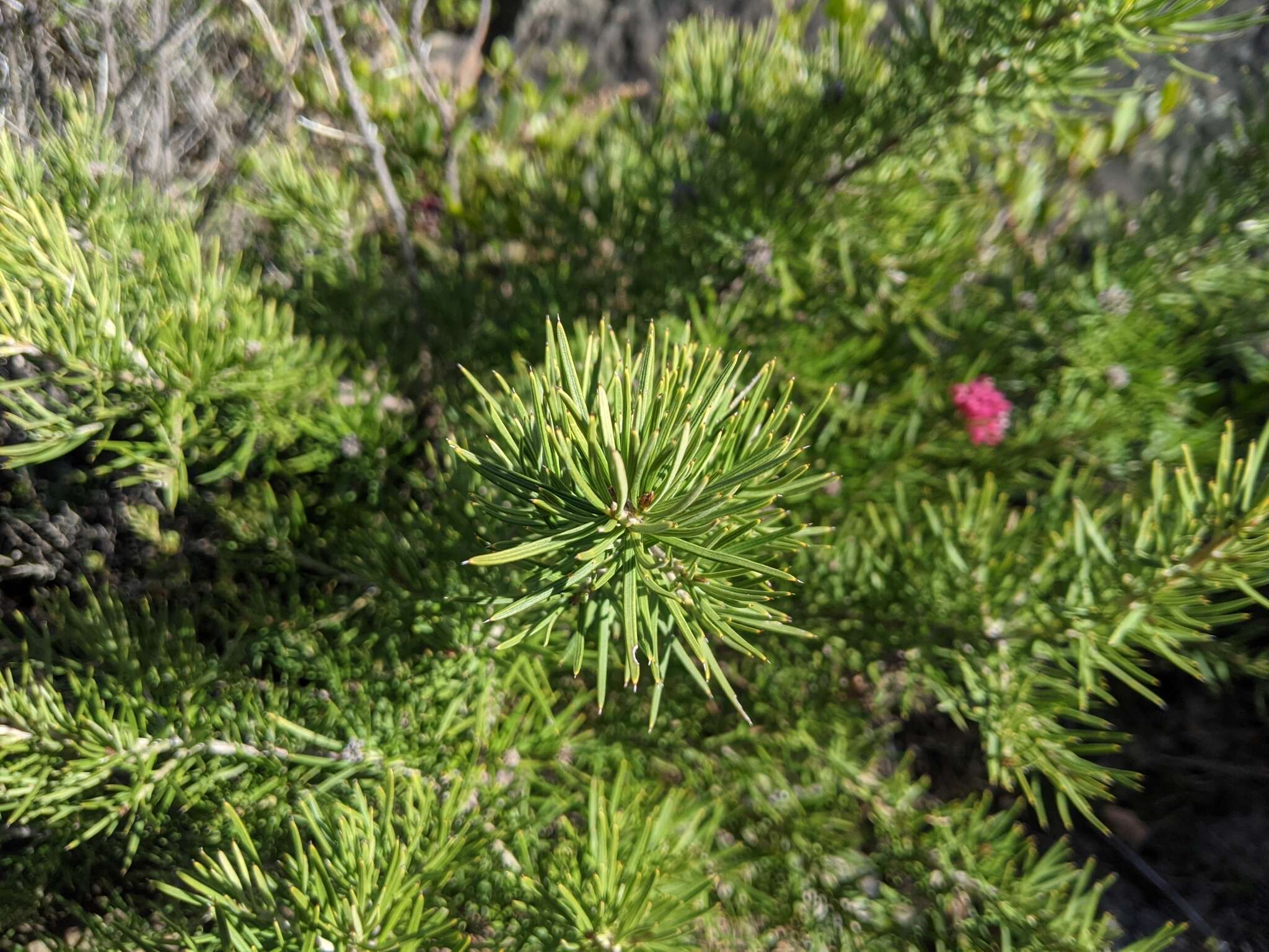 Image of Grevillea confertifolia F. Müll.