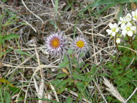 Image de Erigeron eriocephalus J. Vahl