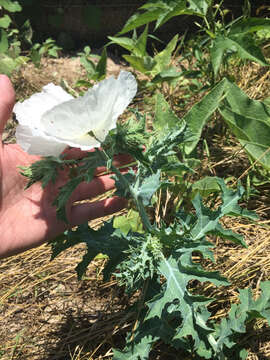 Image of bluestem pricklypoppy