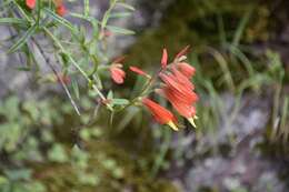 Слика од Castilleja ortegae Standley