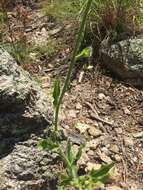 Image of Lemmon's hawkweed