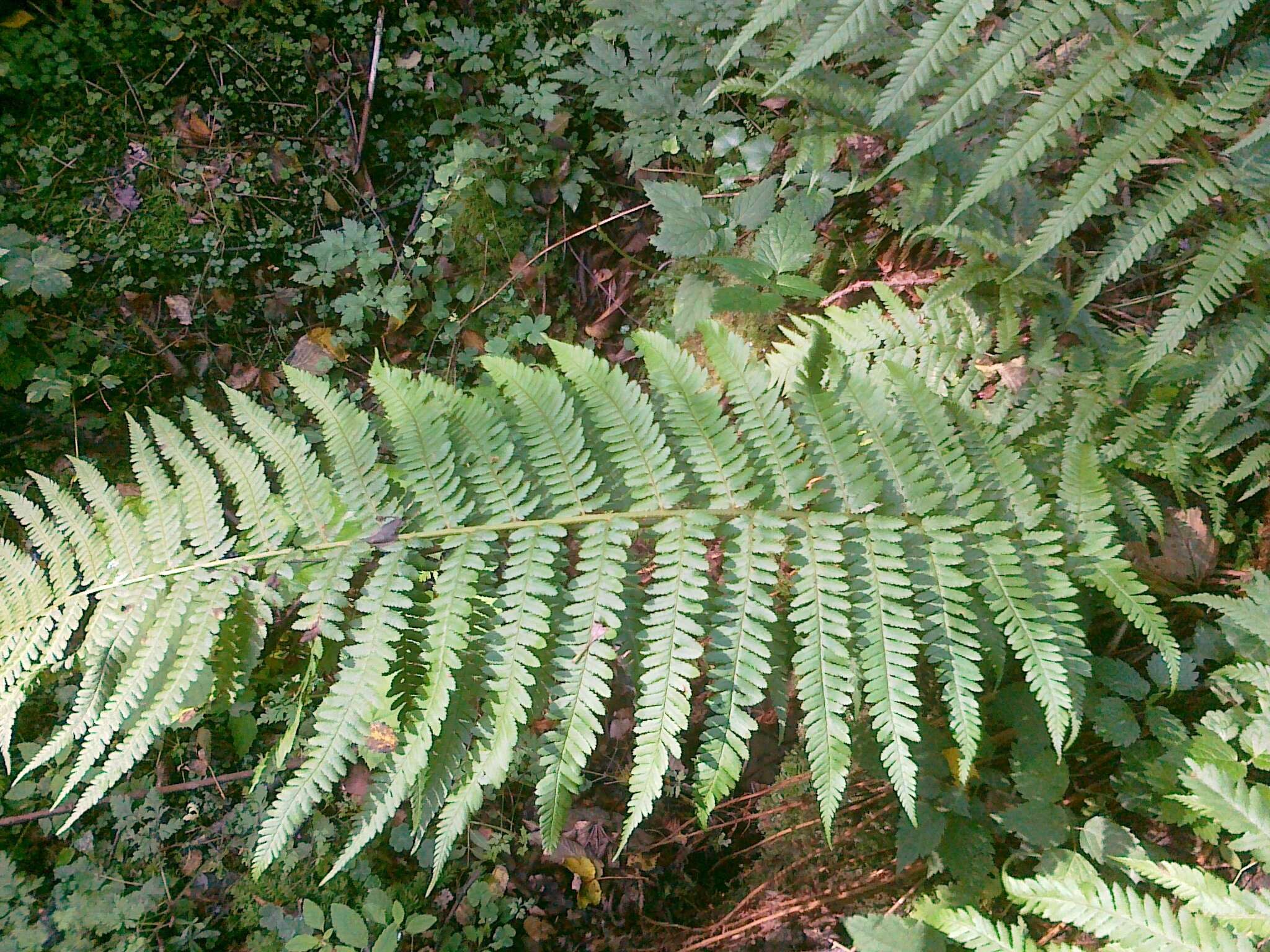 Image of male fern