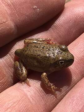 Image of Spencer's Burrowing Frog