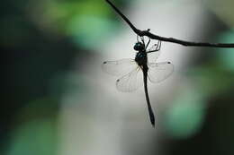 Image of Macromidia ellenae Wilson 1996