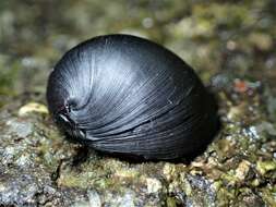 Image of dusky nerite