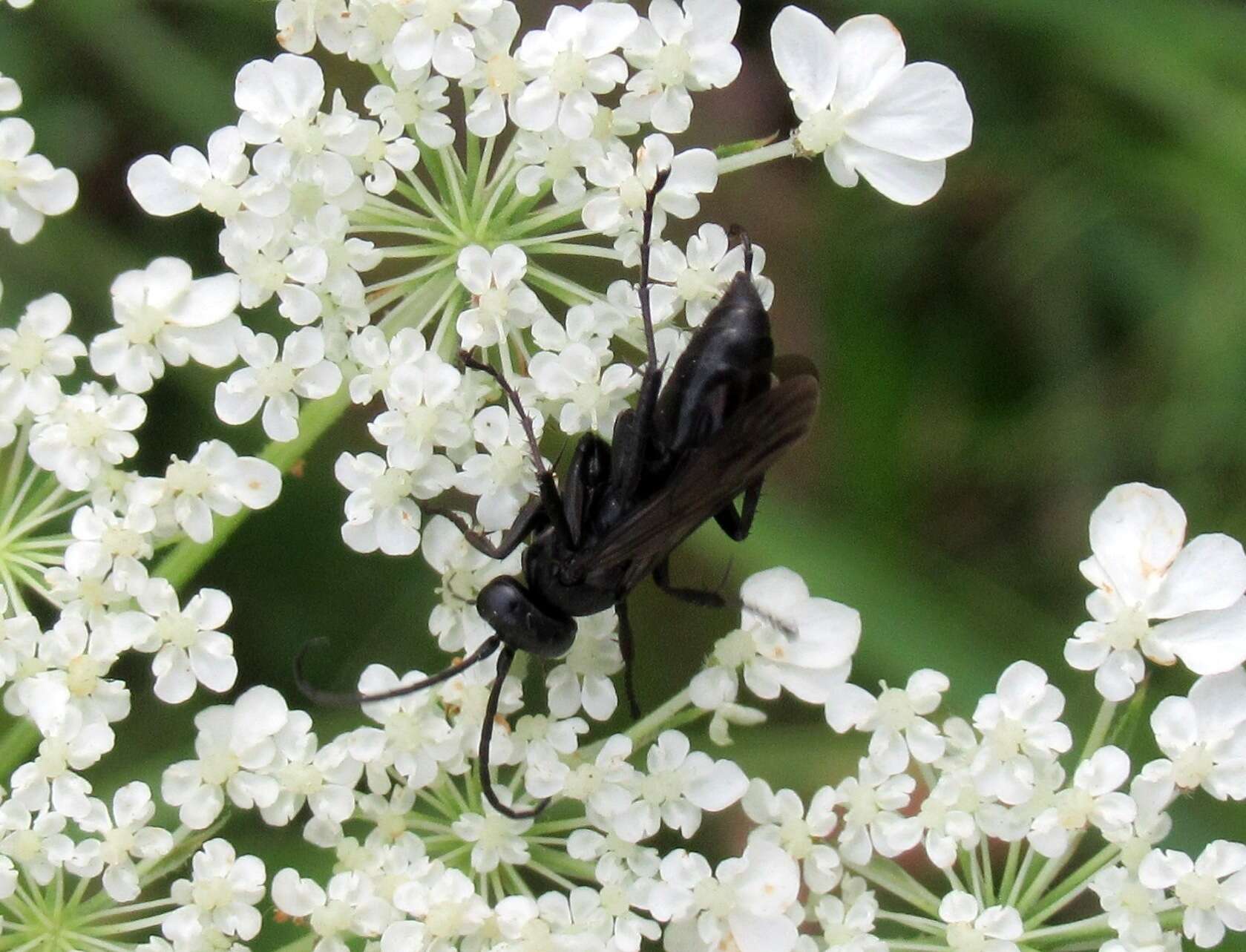 Anoplius nigerrimus (Scopoli 1763) resmi