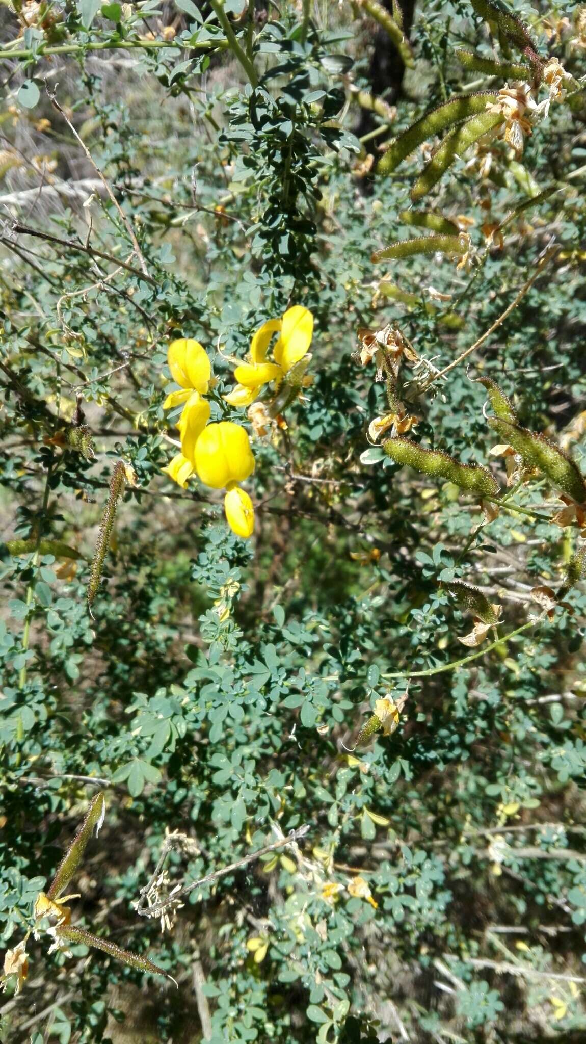 Image of Adenocarpus complicatus (L.) Gay