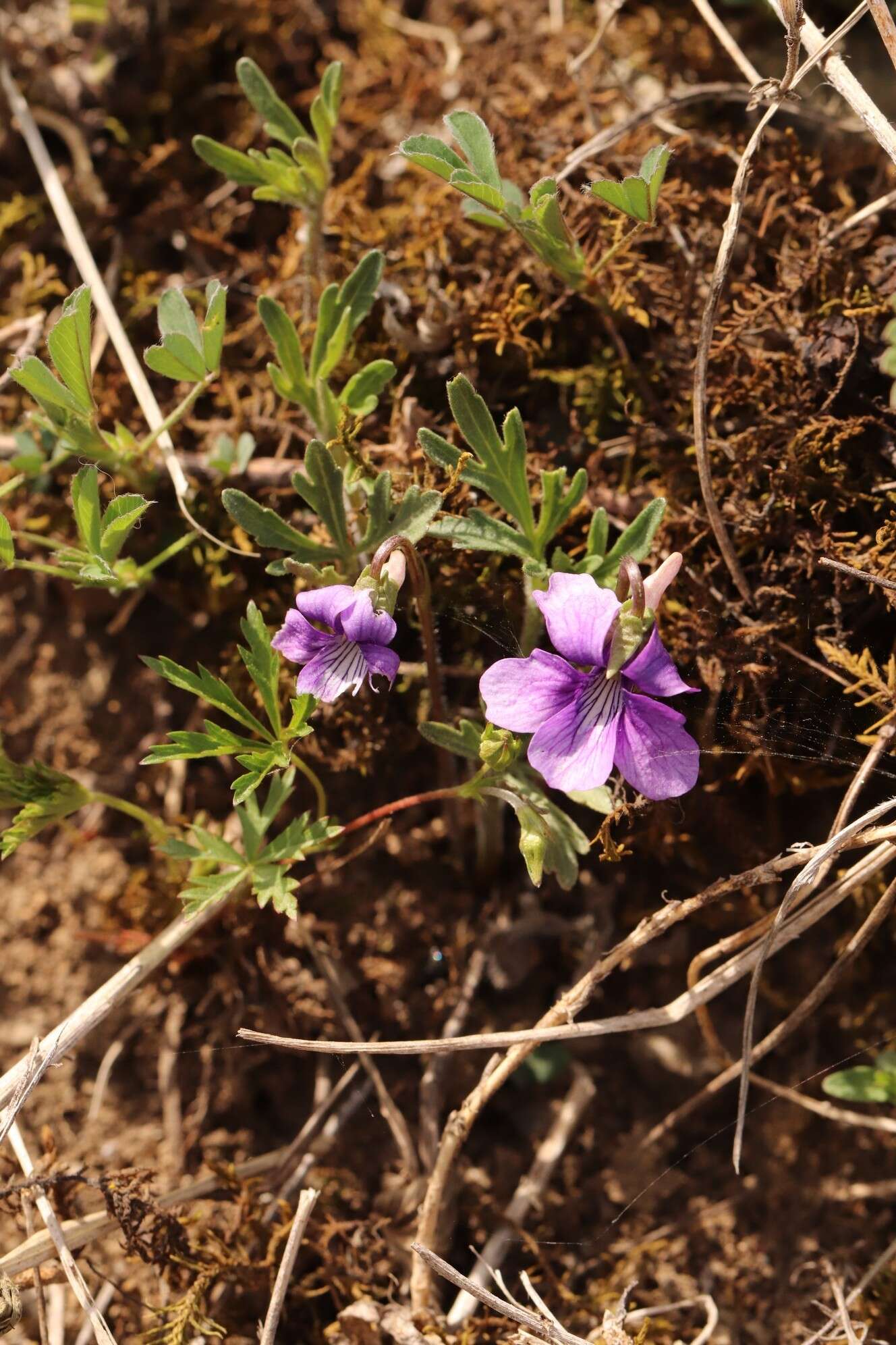 Image of Viola dissecta Ledeb.