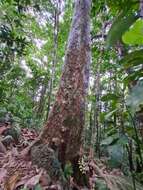 Image of Dysoxylum parasiticum (Osbeck) Kosterm.