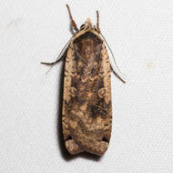 Image of Large Yellow Underwing