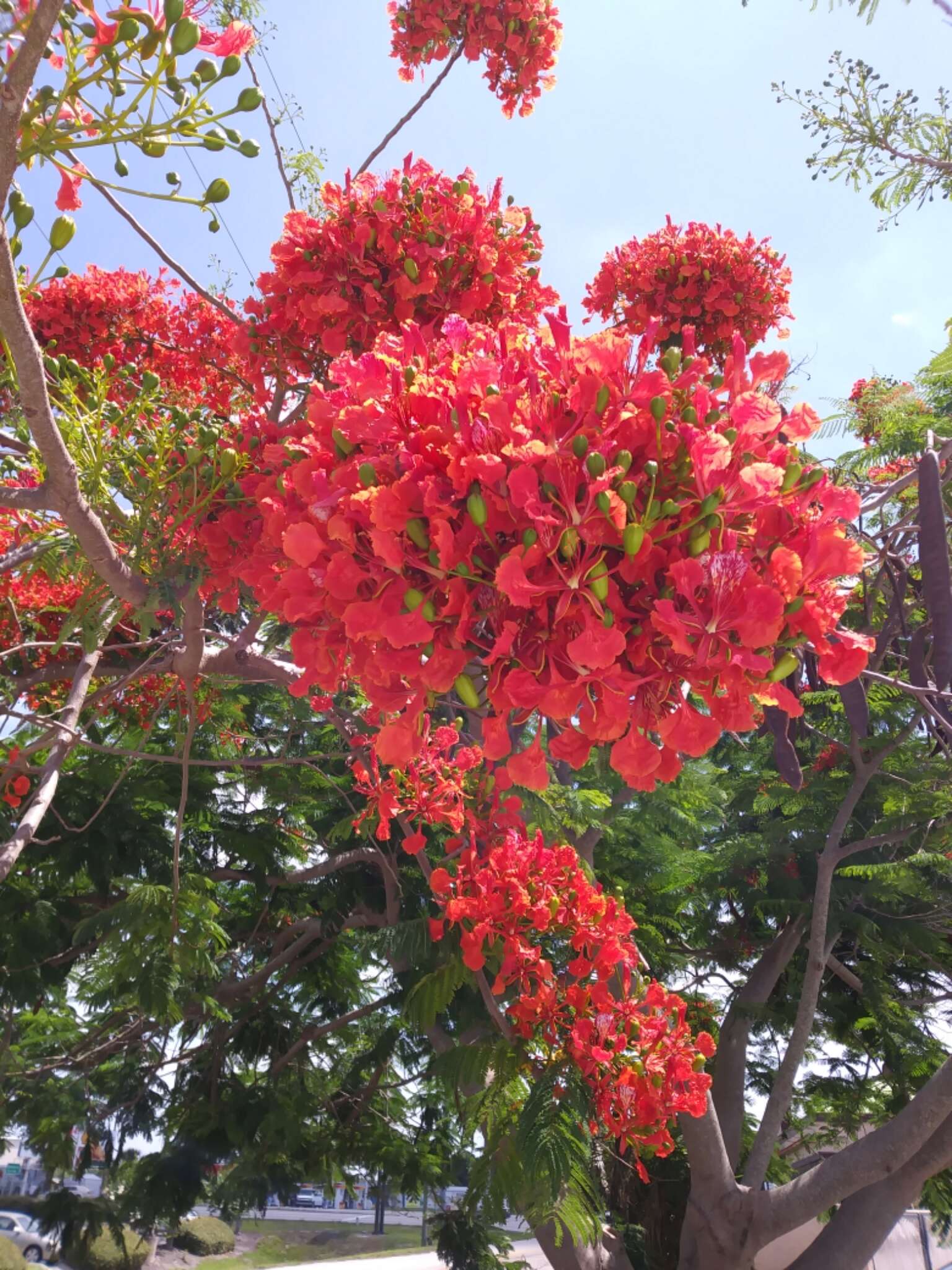 Image of Delonix regia (Bojer ex Hook.) Raf.