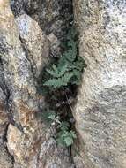 Image of California cloak fern