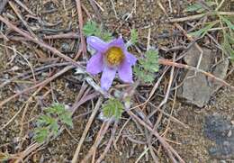 صورة Pulsatilla tenuiloba (Hayek) Juzepczuk