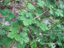 Image of Ribes formosanum Hayata