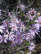 Image of Felicia filifolia subsp. filifolia