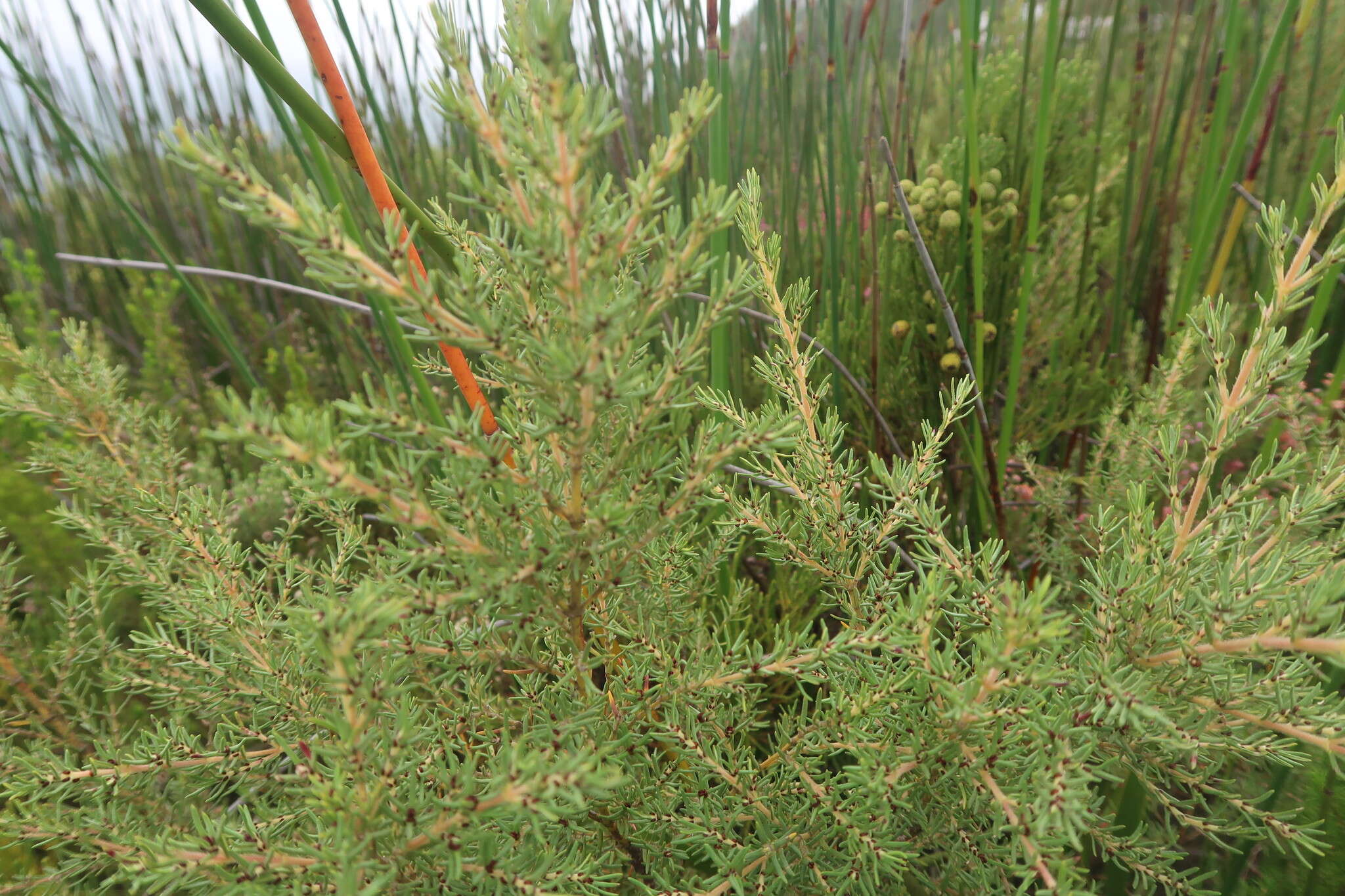 Image of Grubbia rosmarinifolia subsp. rosmarinifolia