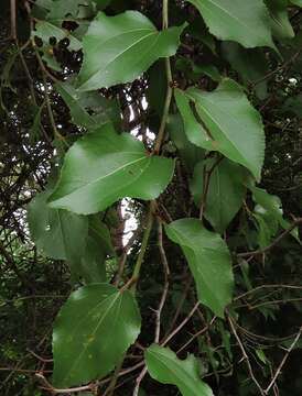 Image of Buffalo-thorn