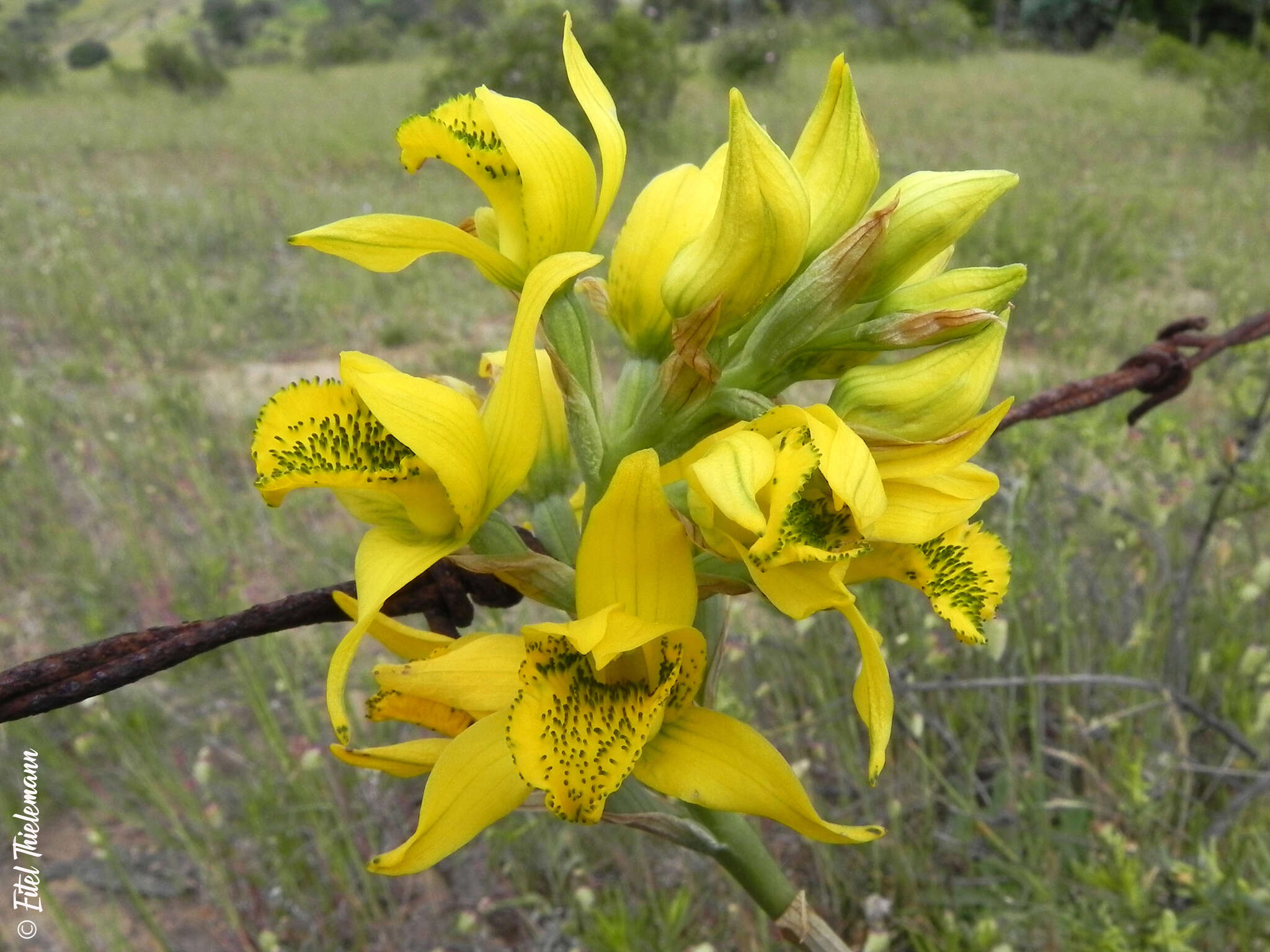 Image de Chloraea lamellata Lindl.