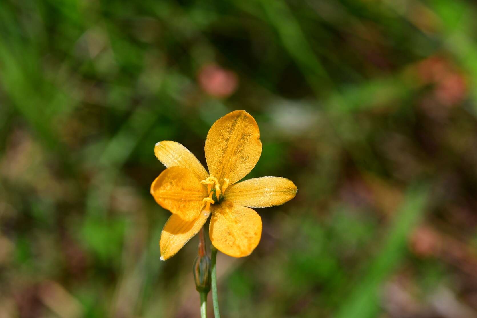 Image of Echeandia skinneri (Baker) Cruden