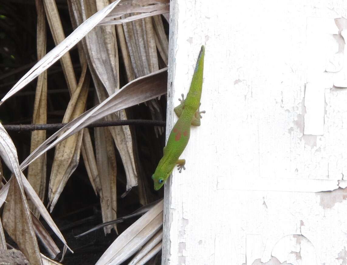 Image of gold dust day gecko