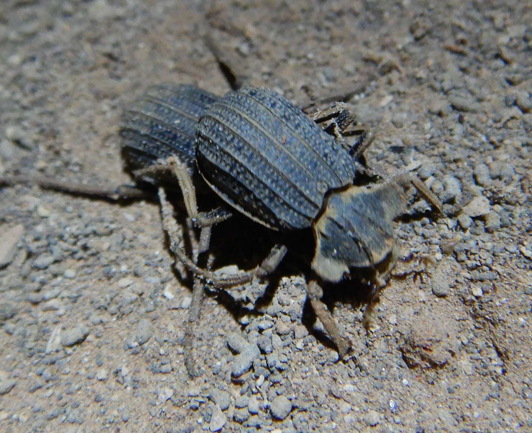 Image of Omorgus (Omorgus) alatus (MacLeay 1888)