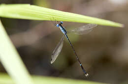 Image of Lestes praevius Lieftinck 1940