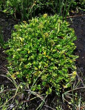 Caltha introloba F. Müll. resmi