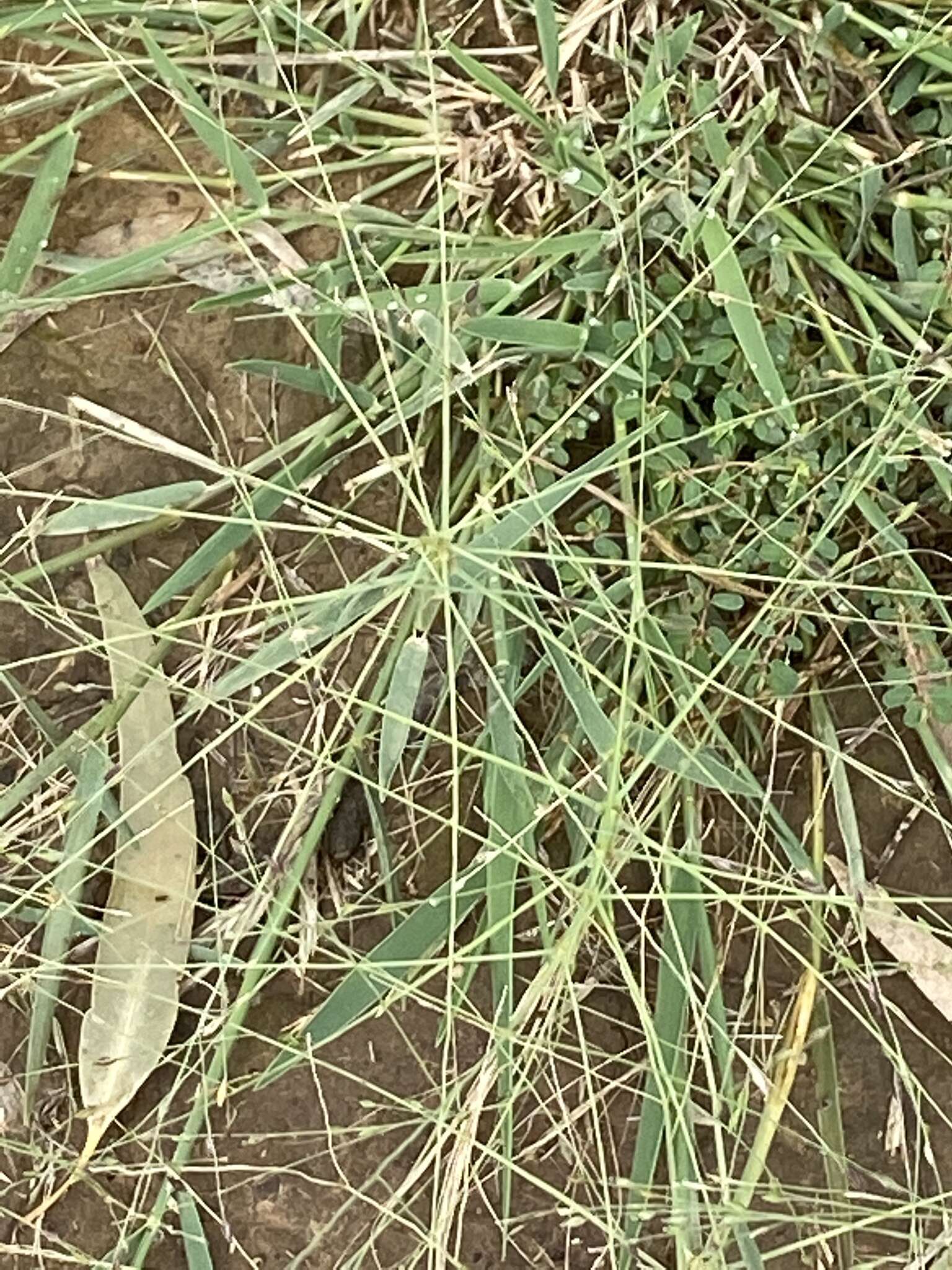 Image of Australian millet